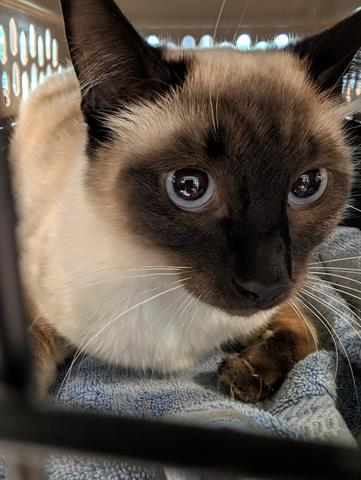 TIFFANY, Adult Domestic Short Hair (medium coat), cat for adoption in San Martin, California