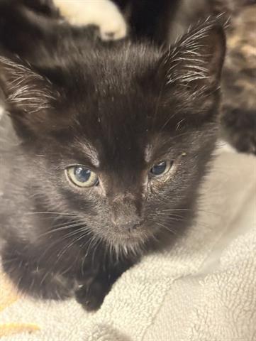 JESSIE, Baby Domestic Short Hair (medium coat), cat for adoption in San Martin, California