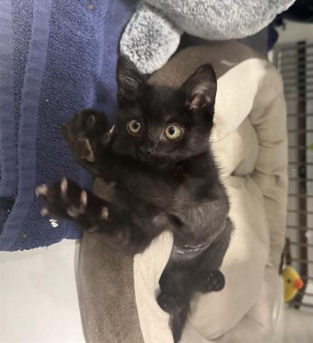 JESSIE, Baby Domestic Short Hair (medium coat), cat for adoption in Santa Clara, California