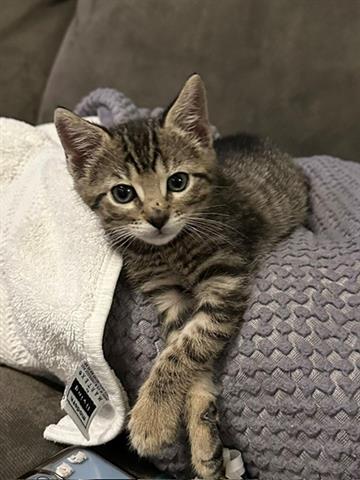 GIMLI, Baby Domestic Short Hair (medium coat), cat for adoption in San Martin, California