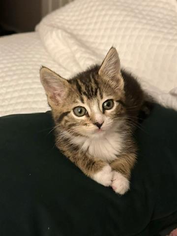 GRACIE, Baby Domestic Short Hair (medium coat), cat for adoption in San Martin, California