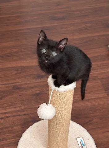 GIA, Baby Domestic Short Hair (medium coat), cat for adoption in San Martin, California