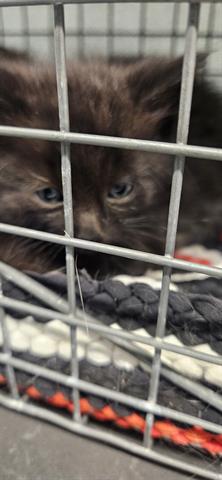 STITCH, Baby Domestic Short Hair (medium coat), cat for adoption in San Martin, California