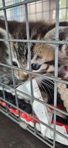 PLUTO, Baby Domestic Short Hair (medium coat), cat for adoption in San Martin, California