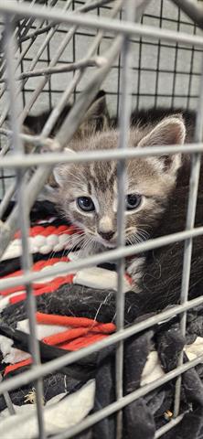 FORKY, Baby Domestic Short Hair (medium coat), cat for adoption in San Martin, California