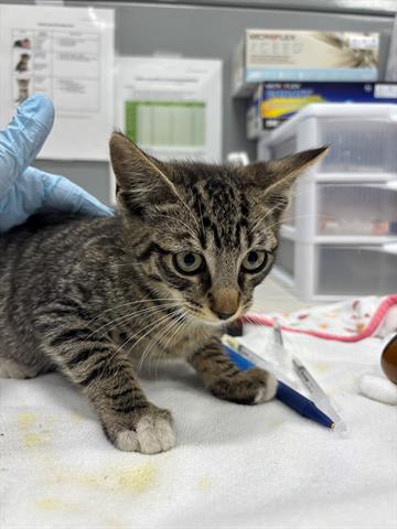 LOTSO, Baby Domestic Short Hair (medium coat), cat for adoption in San Martin, California