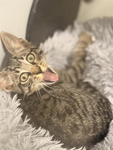 LOTSO, Baby Domestic Short Hair (medium coat), cat for adoption in Santa Clara, California
