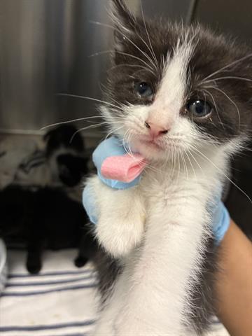 BOBBIE, Baby Domestic Medium Hair (medium coat), cat for adoption in San Martin, California
