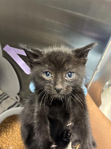 PISTACHIO, Baby Domestic Medium Hair (medium coat), cat for adoption in San Martin, California