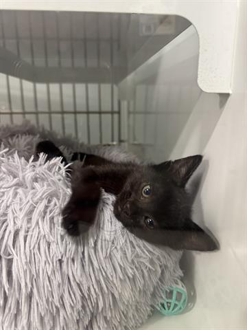 PISTACHIO, Baby Domestic Medium Hair (medium coat), cat for adoption in Santa Clara, California