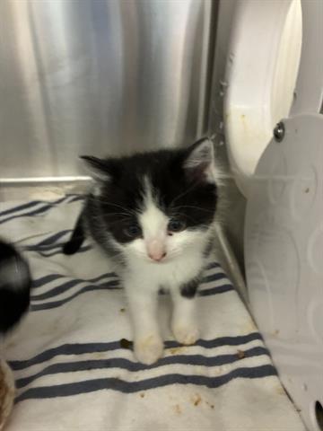 PEANUT, Baby Domestic Medium Hair (medium coat), cat for adoption in San Martin, California