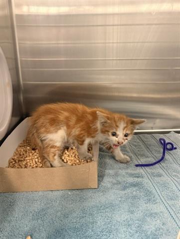 WENDELL, Baby Domestic Short Hair (medium coat), cat for adoption in San Martin, California