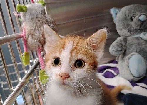 WENDELL, Baby Domestic Short Hair (medium coat), cat for adoption in Santa Clara, California