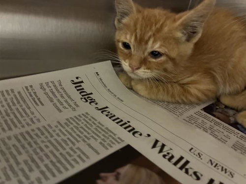 MOUSTACHE, Baby Domestic Medium Hair (medium coat), cat for adoption in San Martin, California