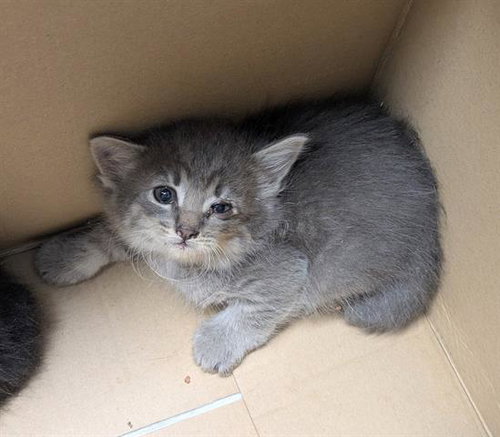 LEAH, Baby Domestic Short Hair (medium coat), cat for adoption in San Martin, California