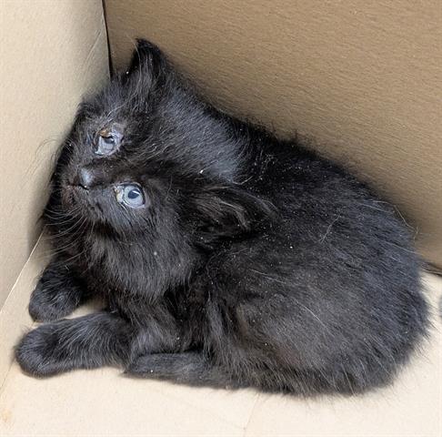 DARTH, Baby Domestic Short Hair (medium coat), cat for adoption in San Martin, California