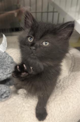 DARTH, Baby Domestic Short Hair (medium coat), cat for adoption in Santa Clara, California