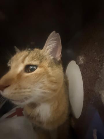 A135613, Senior Domestic Medium Hair (medium coat), cat for adoption in San Martin, California