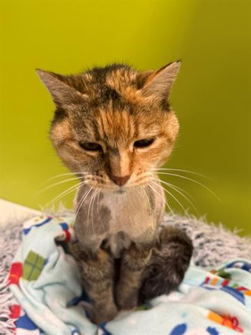 HELEN, Senior Domestic Medium Hair (medium coat), cat for adoption in Turlock, California