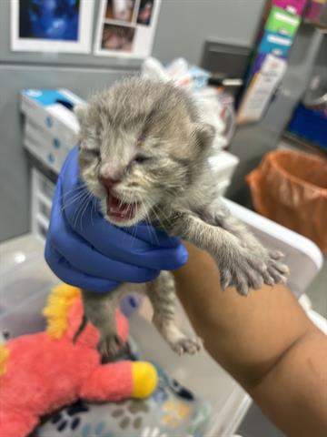 PASCAL, Baby Domestic Short Hair (medium coat), cat for adoption in San Martin, California