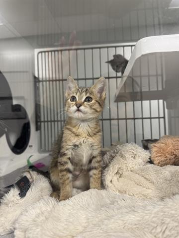 PASCAL, Baby Domestic Short Hair (medium coat), cat for adoption in Santa Clara, California
