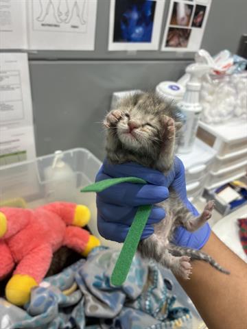 PERRY, Baby Domestic Short Hair (medium coat), cat for adoption in San Martin, California