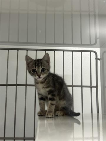 PERRY, Baby Domestic Short Hair (medium coat), cat for adoption in Santa Clara, California