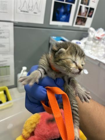 PRIM, Baby Domestic Short Hair (medium coat), cat for adoption in San Martin, California