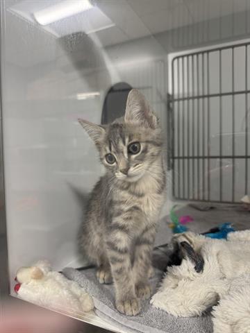 PRIM, Baby Domestic Short Hair (medium coat), cat for adoption in Santa Clara, California