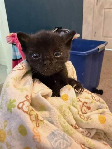 BATMAN, Baby Domestic Short Hair (medium coat), cat for adoption in San Martin, California