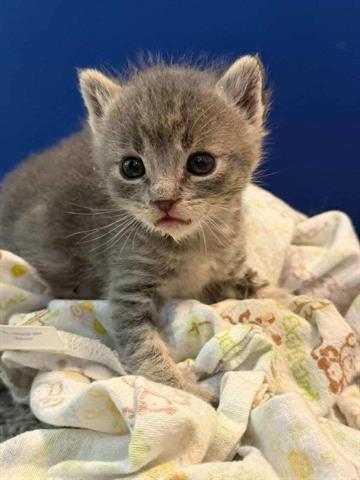 GRAY GREY, Baby Domestic Short Hair (medium coat), cat for adoption in San Martin, California