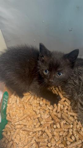 QUINN, Baby Domestic Medium Hair (medium coat), cat for adoption in San Martin, California