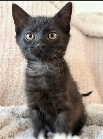 QUINN, Baby Domestic Medium Hair (medium coat), cat for adoption in Cupertino, California