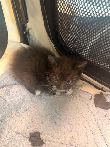 LILA, Baby Domestic Medium Hair (medium coat), cat for adoption in San Martin, California