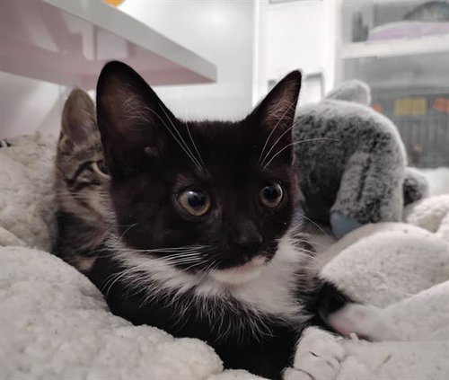 LILA, Baby Domestic Medium Hair (medium coat), cat for adoption in Santa Clara, California
