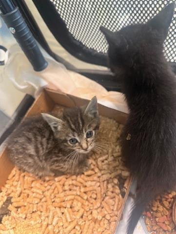 OLLIE, Baby Domestic Medium Hair (medium coat), cat for adoption in San Martin, California
