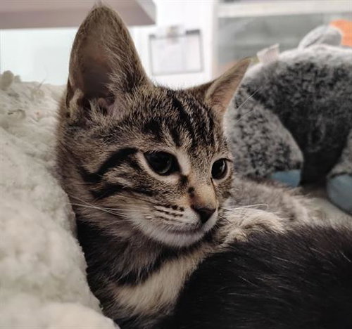 OLLIE, Baby Domestic Medium Hair (medium coat), cat for adoption in Santa Clara, California