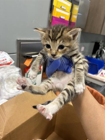 BOWSER, Baby Domestic Short Hair (medium coat), cat for adoption in San Martin, California