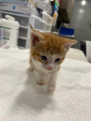 TIGA, Baby Domestic Medium Hair (medium coat), cat for adoption in San Martin, California