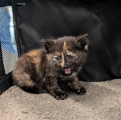 LOTTO, Baby Domestic Short Hair (medium coat), cat for adoption in San Martin, California