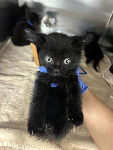 NOVA, Baby Domestic Medium Hair (medium coat), cat for adoption in San Martin, California