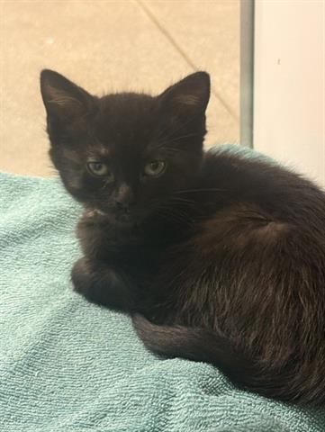 NOVA, Baby Domestic Medium Hair (medium coat), cat for adoption in Santa Clara, California
