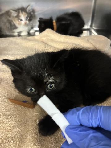 SOLAR, Baby Domestic Medium Hair (medium coat), cat for adoption in San Martin, California