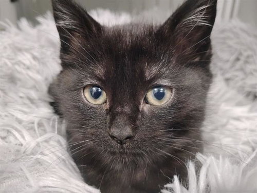 SOLAR, Baby Domestic Medium Hair (medium coat), cat for adoption in Turlock, California