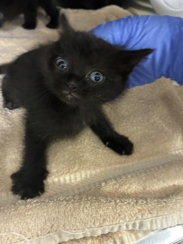 VENUS, Baby Domestic Medium Hair (medium coat), cat for adoption in San Martin, California