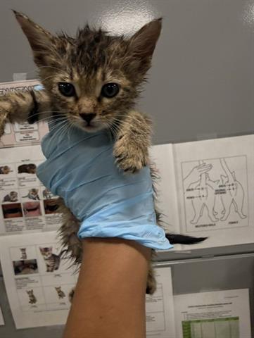 GOOSE, Baby Domestic Medium Hair (medium coat), cat for adoption in San Martin, California