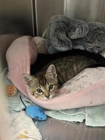 GOOSE, Baby Domestic Medium Hair (medium coat), cat for adoption in Santa Clara, California