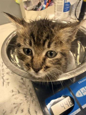 SALLY, Baby Domestic Medium Hair (medium coat), cat for adoption in San Martin, California