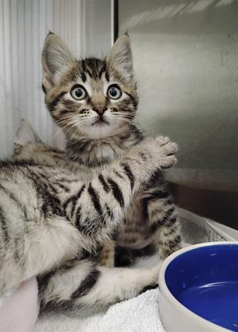 SALLY, Baby Domestic Medium Hair (medium coat), cat for adoption in Santa Clara, California