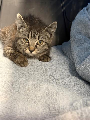 JELLIE, Baby Domestic Short Hair (medium coat), cat for adoption in San Martin, California